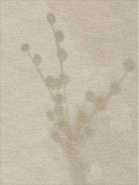 Plants 3